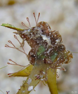 Seahares on Algae