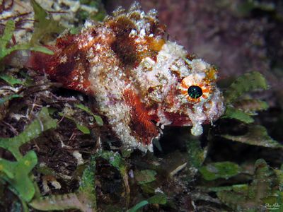 Coral Scorpionfish