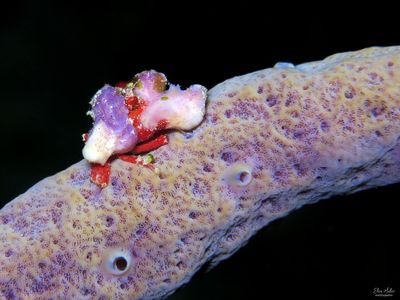 Deco Crab