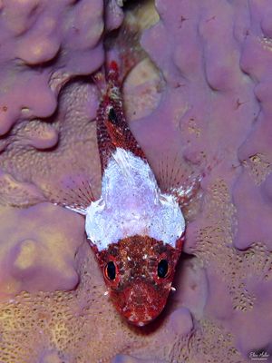 Deepreef Scorpionfish
