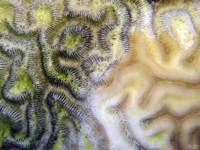 Coral Disease