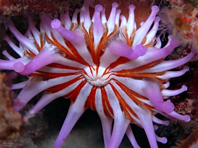 Club Tipped Anemone
