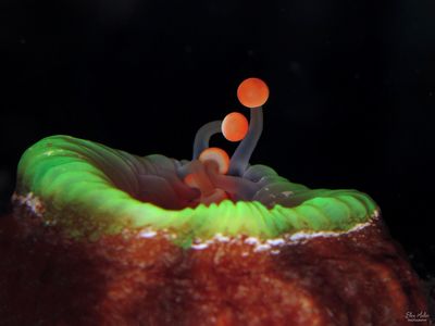 OB Corallimorph