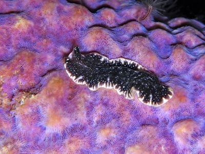 Rawlinson's Flatworm