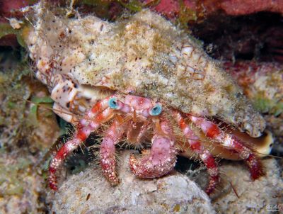 Stareye Hermit