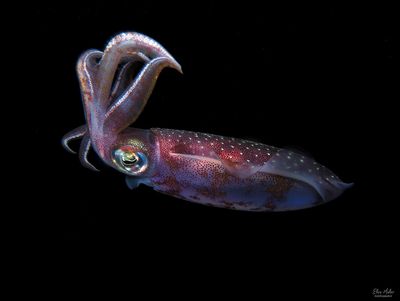 Underwater 2025