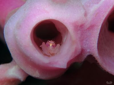 Periclimenaeus sp