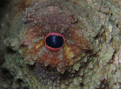 Octopus Eye
