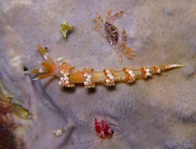Nudi & Friends