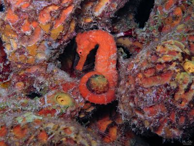 Orange Seahorse