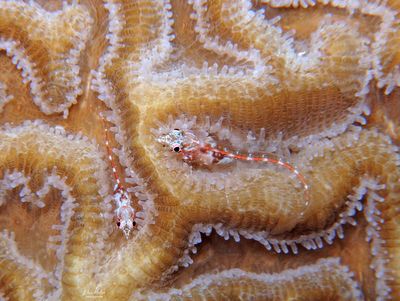 Glass Blennies