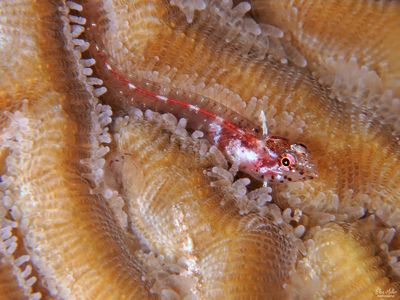 Glasss Blenny