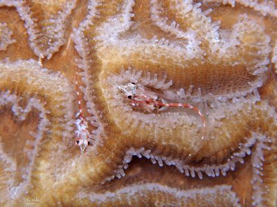 Glass Blennies