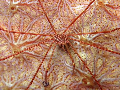 Arrow Crab & Sponge