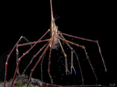 Arrow Crab Spawning