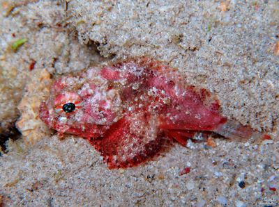 Scorpaena albifimbria