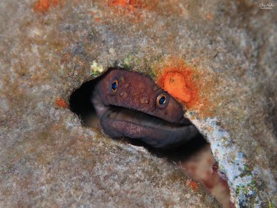 Broadbanded Moray in Pipe