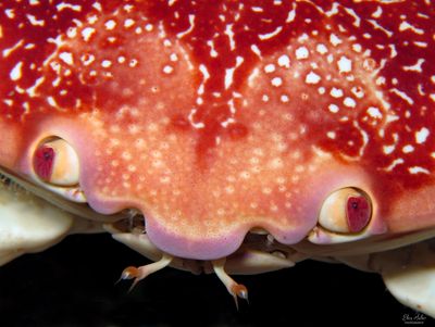 Batwing Coral Crab