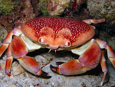 Batwing Coral Crab