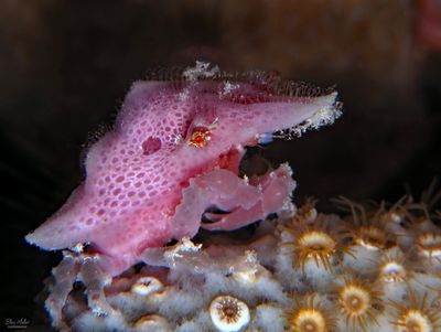Freshly Molted Crab