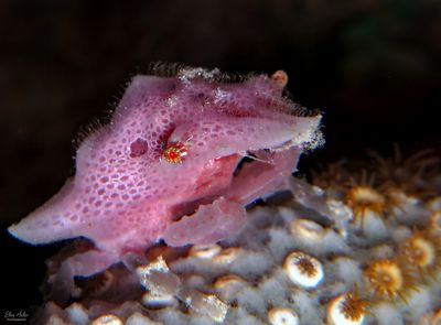 Newly Molted Crab