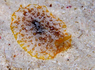 Pleurobranch