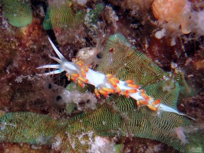 Flabellina dushia