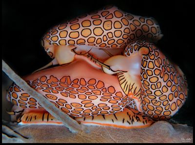 Flamingo Tongues
