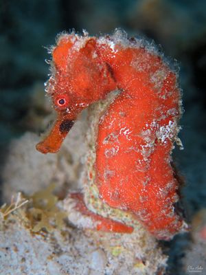 Orange Seahorse