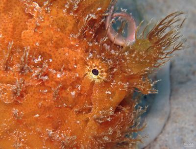 Striated Frogfish