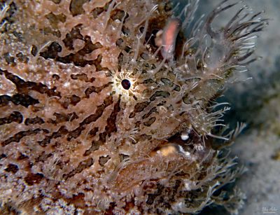 Straited Frogfish