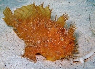 Striated Frogfish