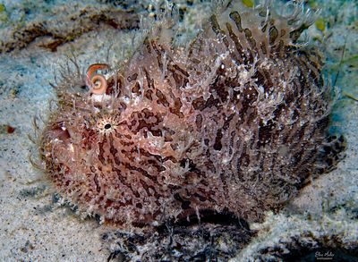 Straited Frogfish