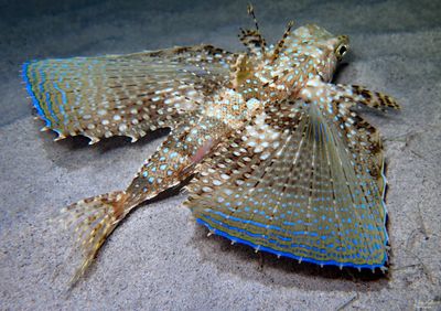 Flying Gurnard