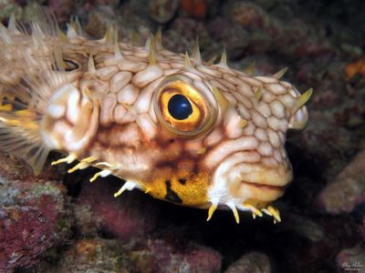 Web Burrfish