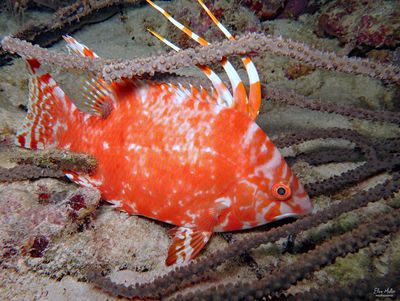 Sleeping Hogfish