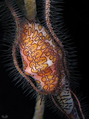Flamingo Tongue