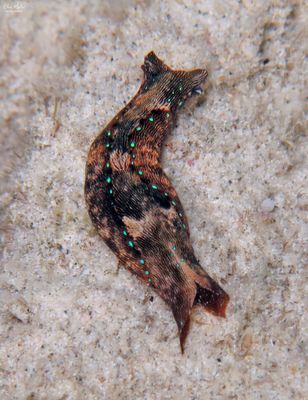 Striated Aglaja