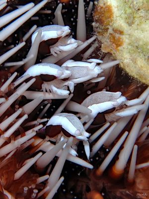 Urchin Bumblebee Shrimp