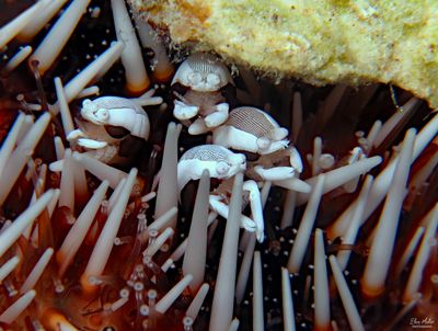 Urchin Bumblebee Shrimp