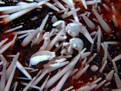 Urchin Bumblebee Shrimp