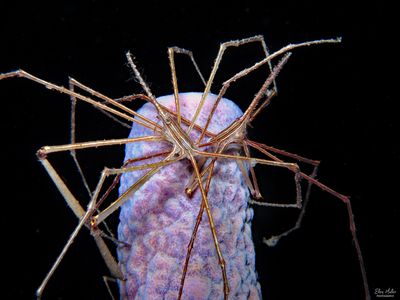 Yellowline Arrow Crabs