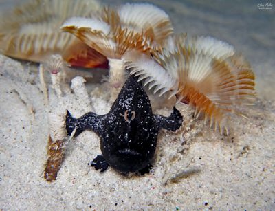 Juvenile Striated Frogfish