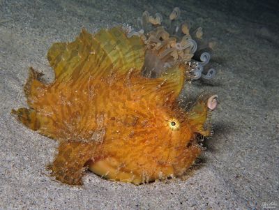 Striated Frogfish 