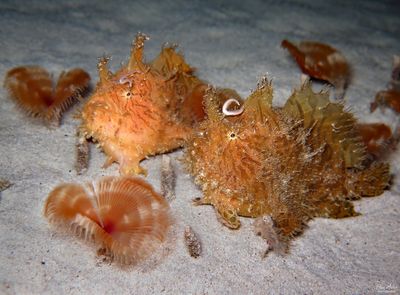 Striated Frogfish Pair 