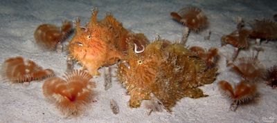 Striated Frogfish Pair