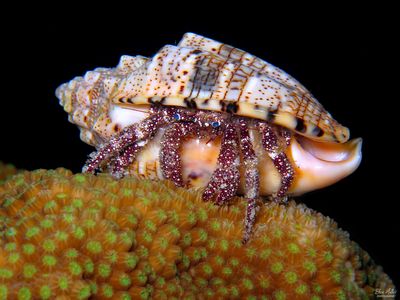 White Speckled Hermit in Music Volute Shell