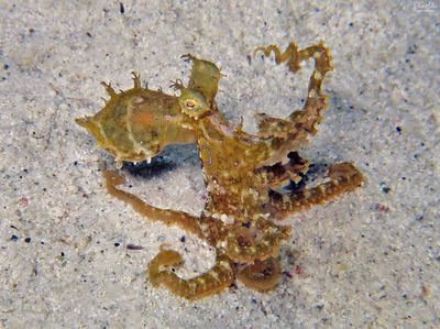 Octopus hummelincki