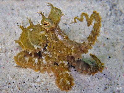 Octopus hummelincki