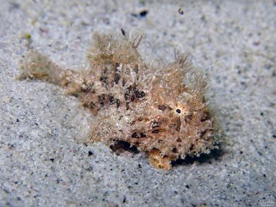 Juvenile Striated Frogfish